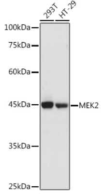 Western Blot: MEK2 AntibodyAzide and BSA Free [NBP3-02952]